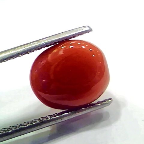 5.40 Ct 9 Ratti Natural Italian Red Coral Moonga Gemstone