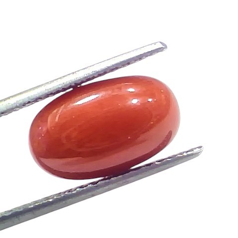5.39 Ct 5.92 Ratti Natural Untreated Italian Red Coral Moonga AAAAA 5.39 Ct 5.92 Ratti Natural Untreated Italian Red Coral Moonga AAAAA