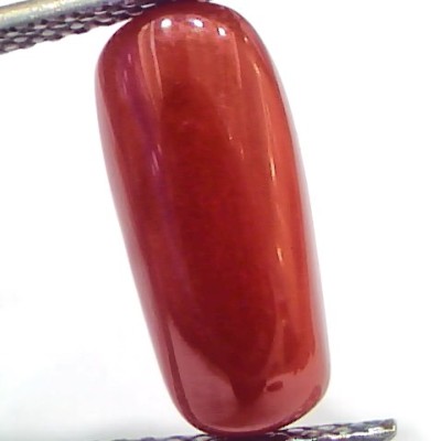 5.42 Ct 9 Ratti Natural Untreated Italian Red Coral Moonga Gemstone