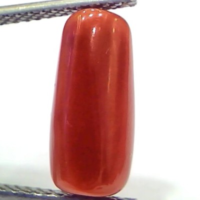 5.42 Ct 9 Ratti Natural Untreated Italian Red Coral Moonga Gemstone