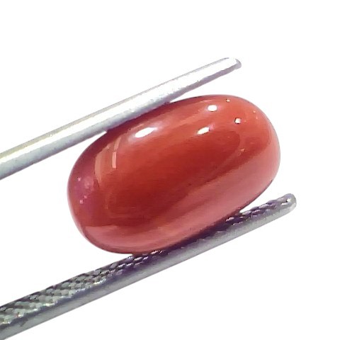 5.43 Ct 5.98 Ratti Natural Untreated Italian Red Coral Moonga AAAAA 5.43 Ct 5.98 Ratti Natural Untreated Italian Red Coral Moonga AAAAA