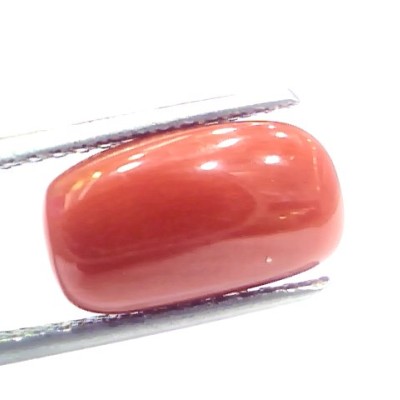 5.40 Ct 9 Ratti Natural Italian Red Coral Moonga Gemstone
