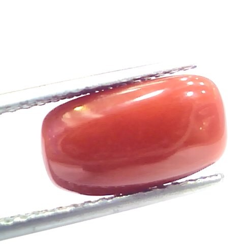 5.40 Ct 9 Ratti Natural Italian Red Coral Moonga Gemstone