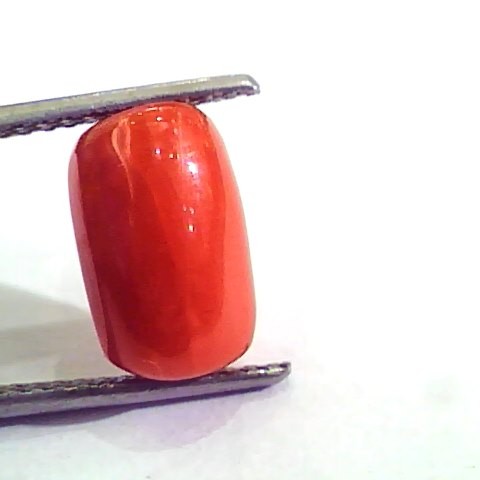 5.44 Carat Natural Italian Red Coral Moonga Gemstone AAAA