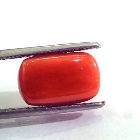 5.44 Carat Natural Italian Red Coral Moonga Gemstone AAAA