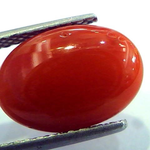 5.42 Ct Top Grade Premium Untreated Natural Japan Red Coral Gemstone