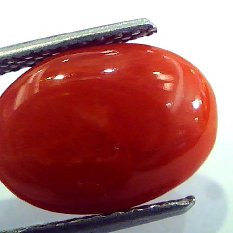 5.42 Ct Top Grade Premium Untreated Natural Japan Red Coral Gemstone