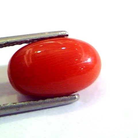 5.57 Ct Untreated Natural Premium Italian Red Coral AAAAA
