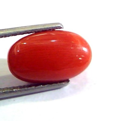 5.57 Ct Untreated Natural Premium Italian Red Coral AAAAA