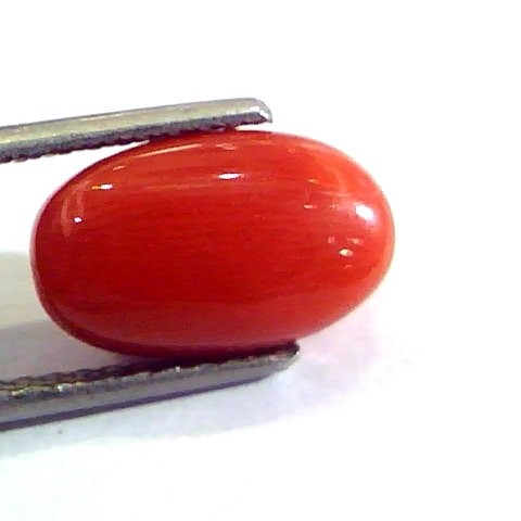 5.57 Ct Untreated Natural Premium Italian Red Coral AAAAA