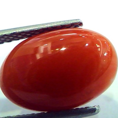5.42 Ct Top Grade Premium Untreated Natural Japan Red Coral Gemstone