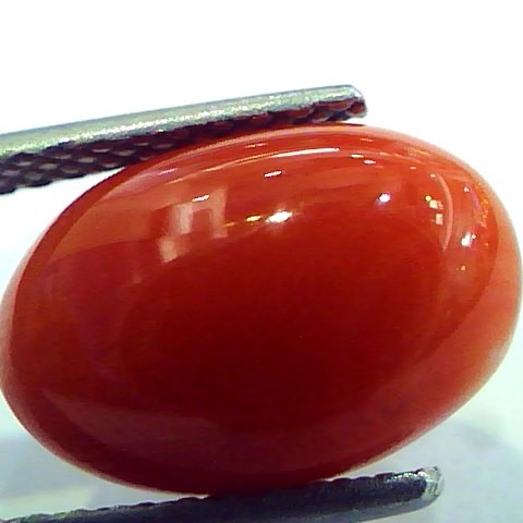 5.42 Ct Top Grade Premium Untreated Natural Japan Red Coral Gemstone