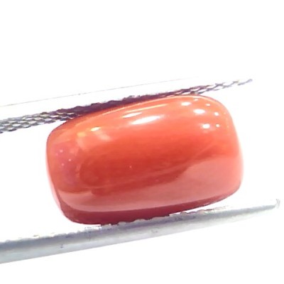 5.51 Ct 9.15 Ratti Natural Italian Red Coral Moonga Gemstone