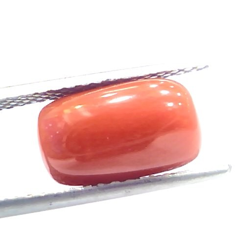 5.51 Ct 9.15 Ratti Natural Italian Red Coral Moonga Gemstone