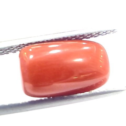 5.51 Ct 9.15 Ratti Natural Italian Red Coral Moonga Gemstone