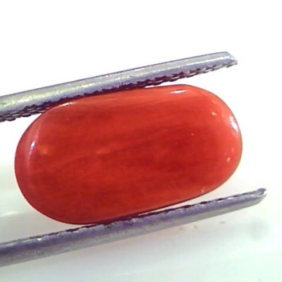5.51 Ct Untreated Natural Premium Italian Red Coral AAAAA