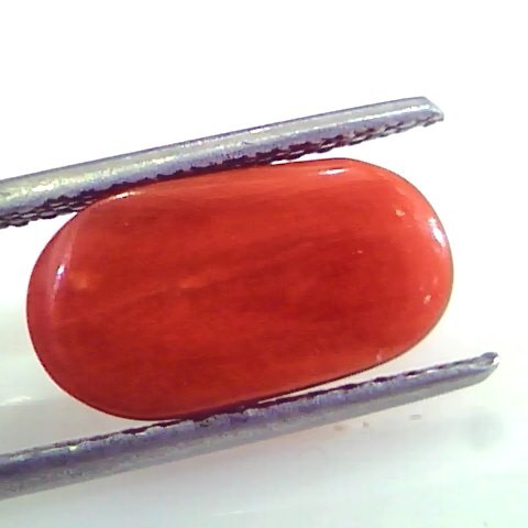 5.51 Ct Untreated Natural Premium Italian Red Coral AAAAA