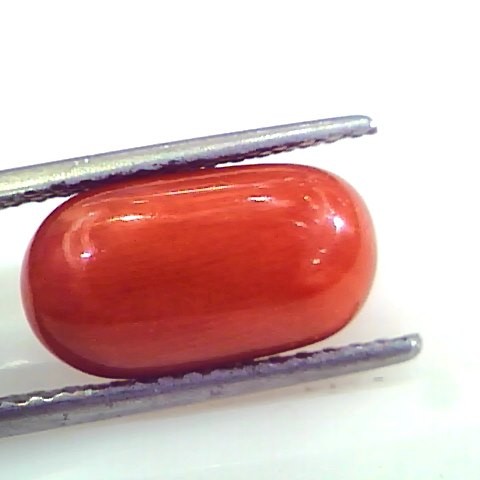 5.51 Ct Untreated Natural Premium Italian Red Coral AAAAA