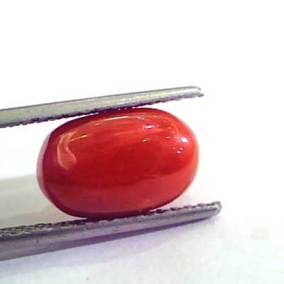 5.55 Carat Natural Italian Red Coral Moonga Gemstone AAAA