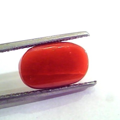 5.55 Carat Natural Italian Red Coral Moonga Gemstone AAAA