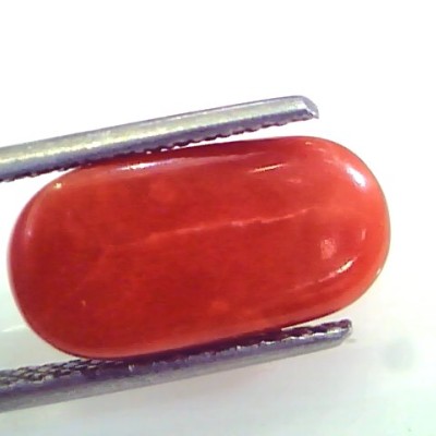 5.58 Ct Untreated Natural Premium Italian Red Coral AAAAA