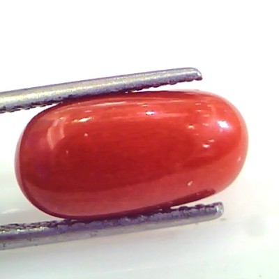 5.58 Ct Untreated Natural Premium Italian Red Coral AAAAA