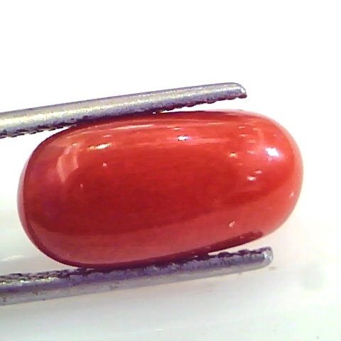 5.58 Ct Untreated Natural Premium Italian Red Coral AAAAA