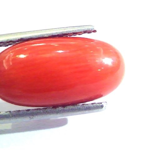 5.64 Ct Untreated Natural Premium Italian Red Coral AAAAA