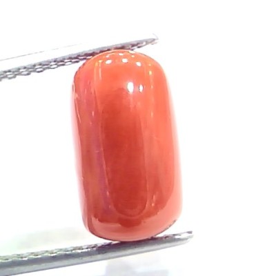 5.71 Ct 9.4 Ratti Natural Italian Red Coral Moonga Gemstone