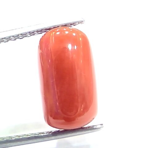 5.71 Ct 9.4 Ratti Natural Italian Red Coral Moonga Gemstone