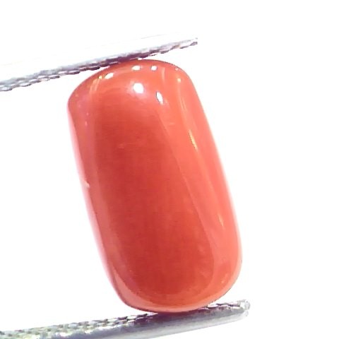 5.71 Ct 9.4 Ratti Natural Italian Red Coral Moonga Gemstone