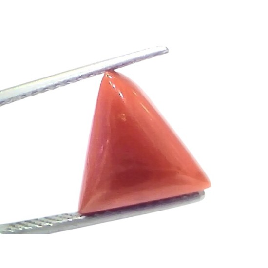 5.69 Ct Natural Italian Triangle Red Coral Trikon Moonga Gemstone