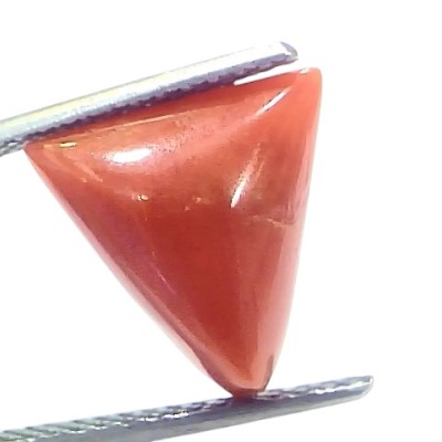 5.70 Ct Natural Italian Triangle Red Coral Trikon Moonga Gemstone 5.70 Ct Natural Italian Triangle Red Coral Trikon Moonga Gemstone