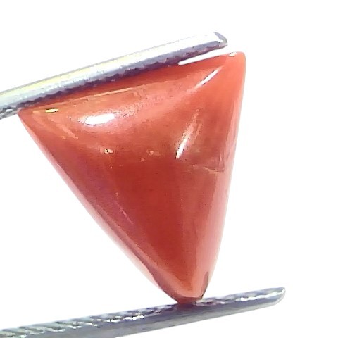 5.70 Ct Natural Italian Triangle Red Coral Trikon Moonga Gemstone 5.70 Ct Natural Italian Triangle Red Coral Trikon Moonga Gemstone