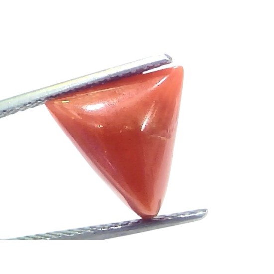 5.69 Ct Natural Italian Triangle Red Coral Trikon Moonga Gemstone