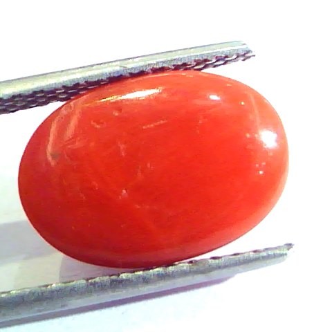 5.78 Ct Untreated Natural Premium Italian Red Coral AAAAA