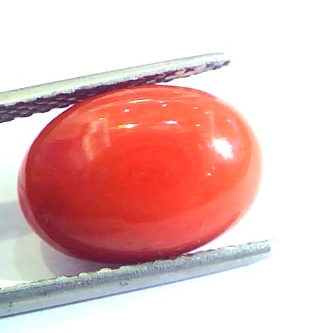 5.78 Ct Untreated Natural Premium Italian Red Coral AAAAA