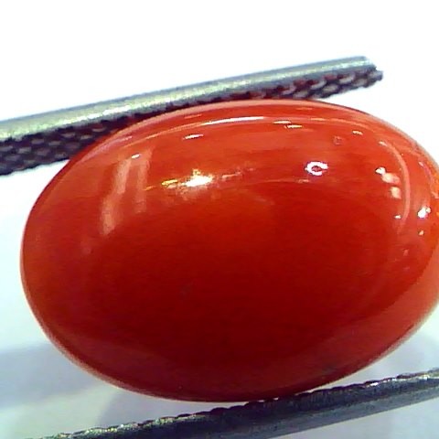 5.74 Ct Top Grade Premium Untreated Natural Japan Red Coral Gemstone
