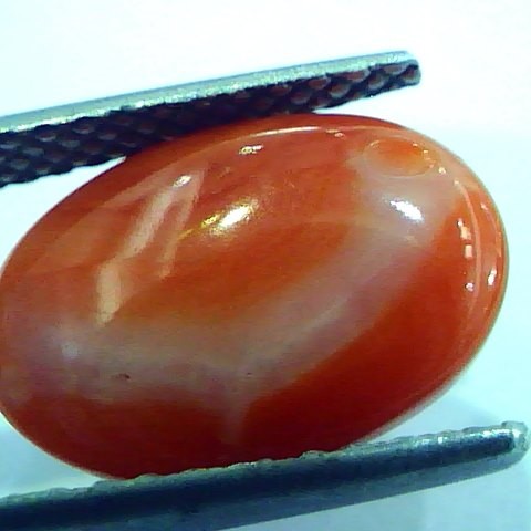5.74 Ct Top Grade Premium Untreated Natural Japan Red Coral Gemstone