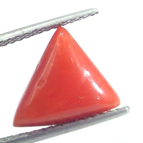 5.77 Ct 6.41 Ratti Natural Italian Triangle Red Coral Moonga Gemstone