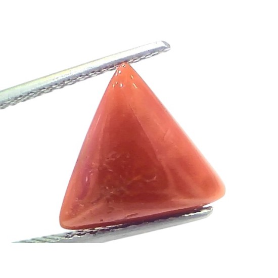 5.83 Ct Natural Italian Triangle Red Coral Trikon Moonga Gemstone