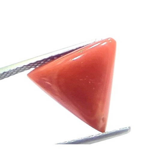 5.83 Ct Natural Italian Triangle Red Coral Trikon Moonga Gemstone