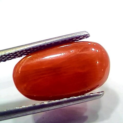 5.85 Ct 6.5 Ratti Natural Italian Red Coral Moonga Gemstone