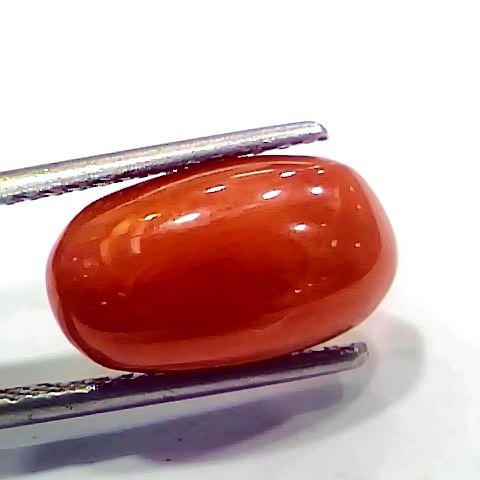 5.85 Ct 6.5 Ratti Natural Italian Red Coral Moonga Gemstone