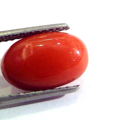 5.87 Ct Untreated Natural Premium Italian Red Coral AAAAA
