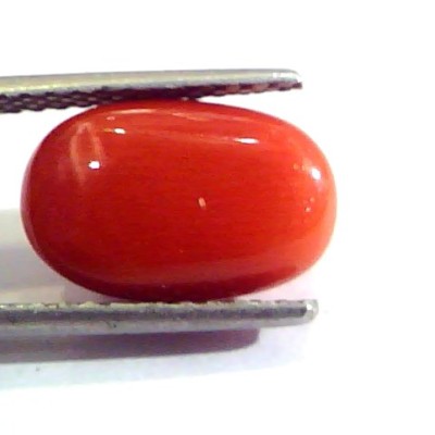 5.87 Ct Untreated Natural Premium Italian Red Coral AAAAA