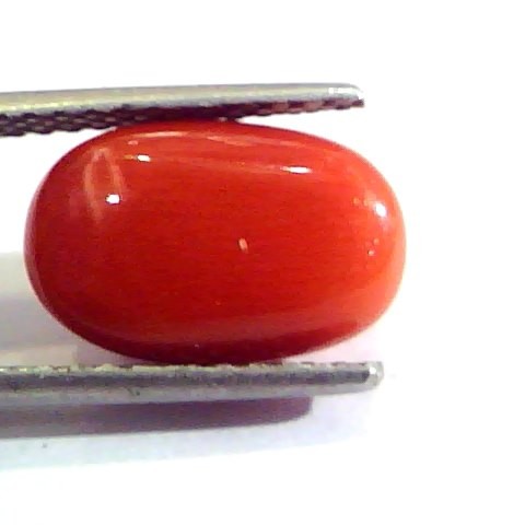 5.87 Ct Untreated Natural Premium Italian Red Coral AAAAA