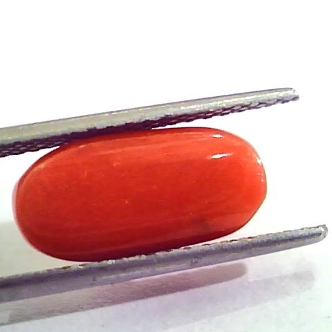 5.85 Carat Natural Italian Red Coral Moonga Gemstone AAAA