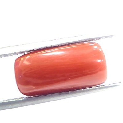5.85 Ct 9.75 Ratti Natural Italian Red Coral Moonga Gemstone