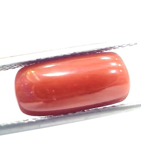 5.85 Ct 9.75 Ratti Natural Italian Red Coral Moonga Gemstone